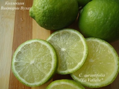 C. aurantifolia La Vallette4 - 